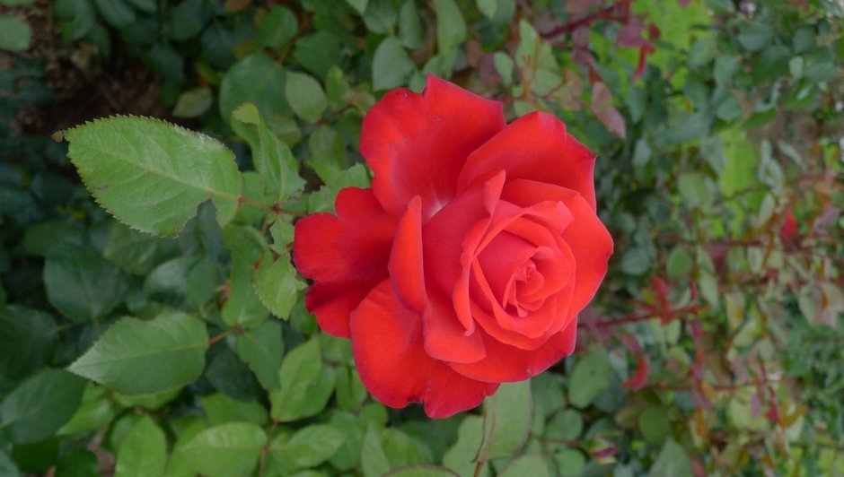 Гранд Аморе grande Amore роза