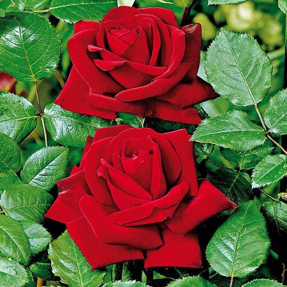 Роза чайно-гибридная grande Amore (Гранд Аморе)