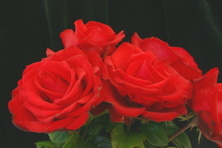 Роза чайно-гибридная супер Гранд Аморе