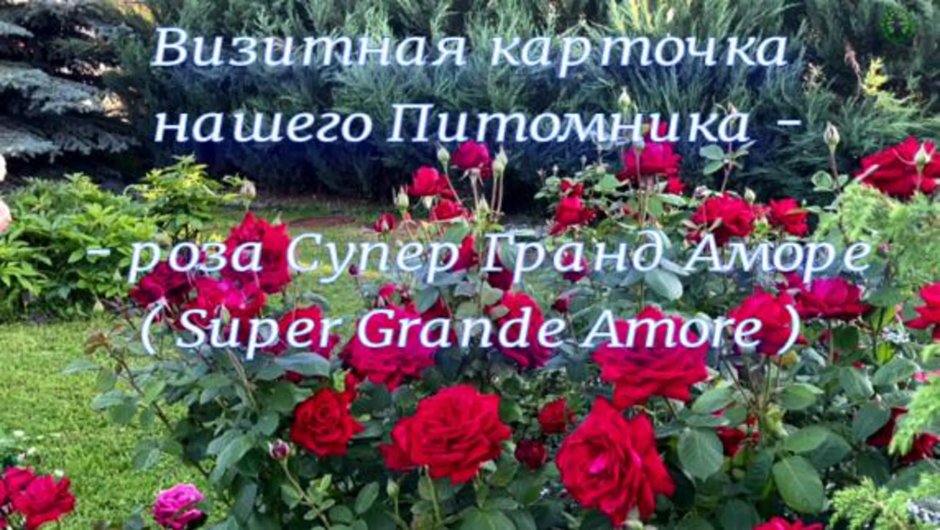 Роза super grande Amore