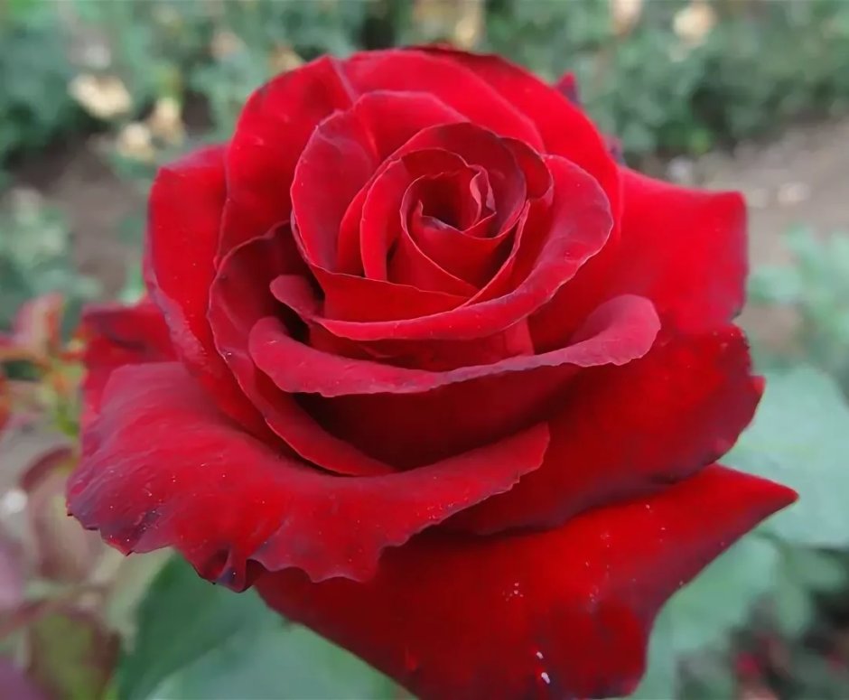 Роза чайно-гибридная Гранд Гала красный