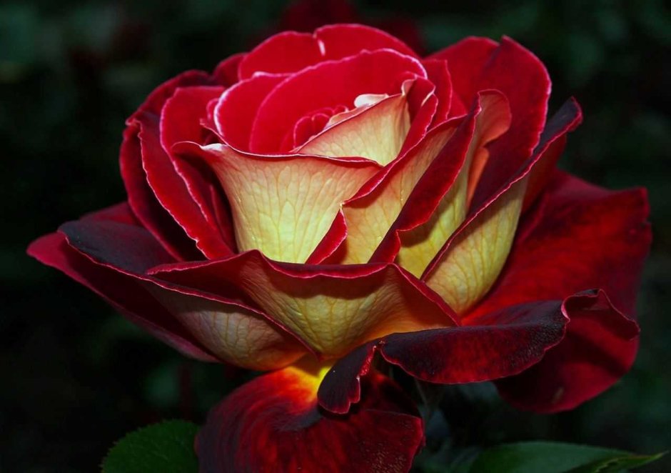 Роза чайно-гибридная Биколетте