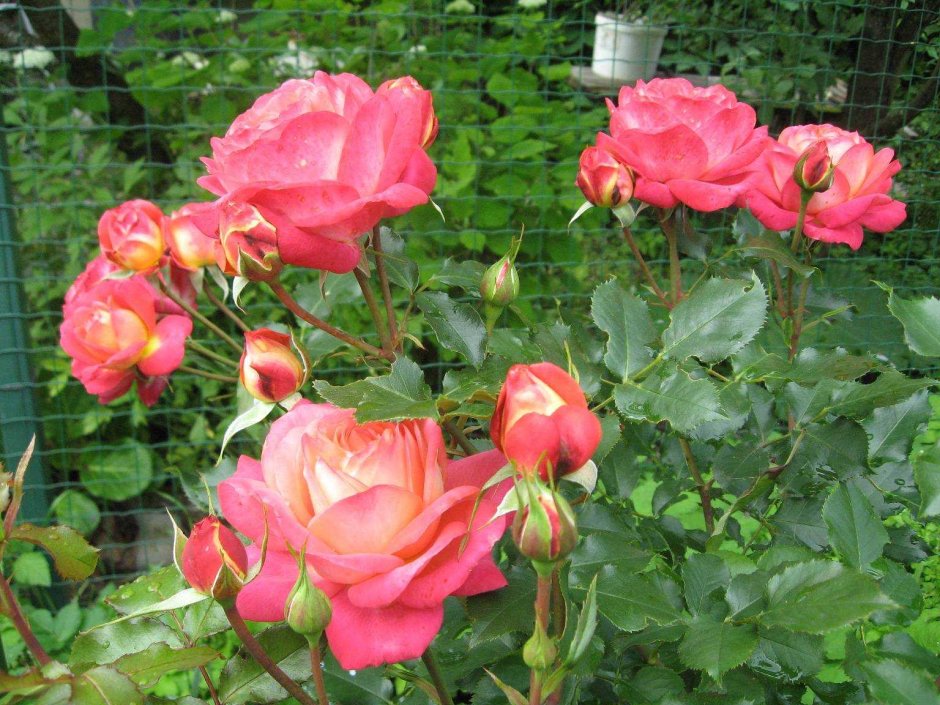 Роза флорибунда Мидсаммэ
