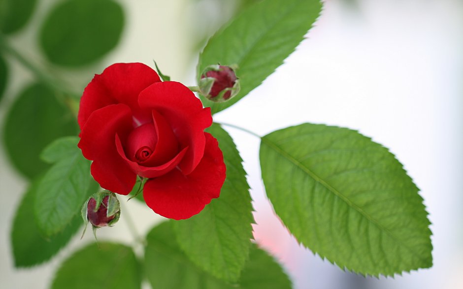 Турецкая роза цветок