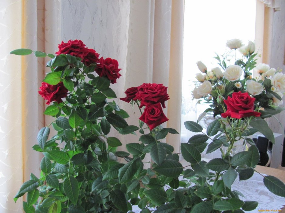 Комнатные розы на подоконнике