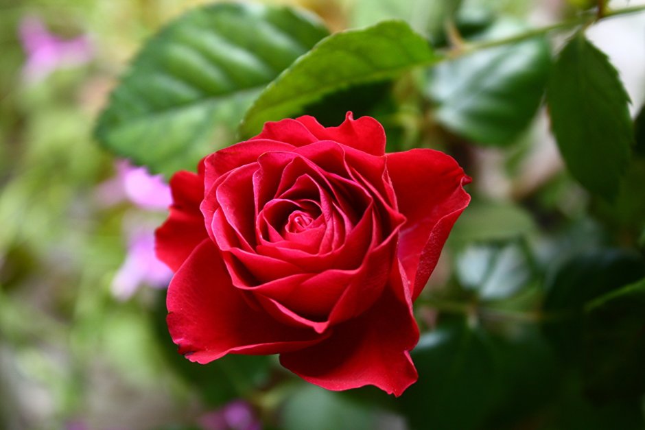 Помороза роза Эквадор
