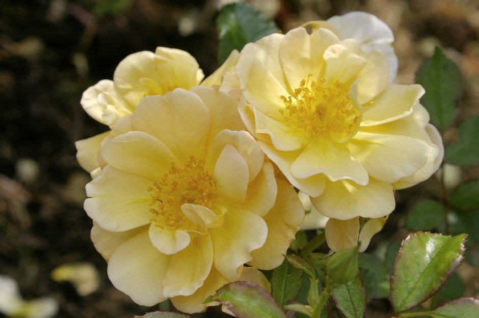 Амбер Сан шраб роза