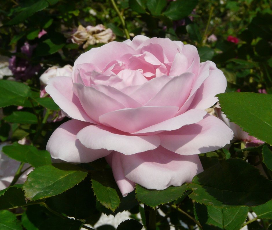 Роза чайно-гибридная Барон Эдмонд де Ротшильд