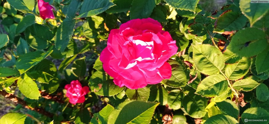 Роза Кронус чайно-гибридная