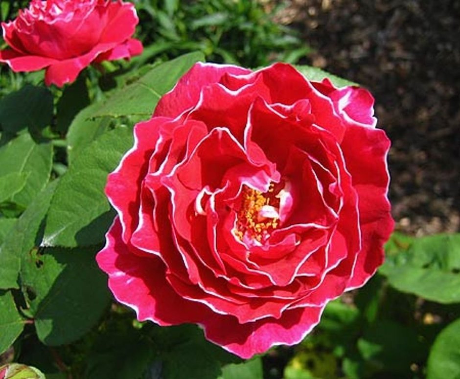 Роза Барон Жиро де лен (шраб)