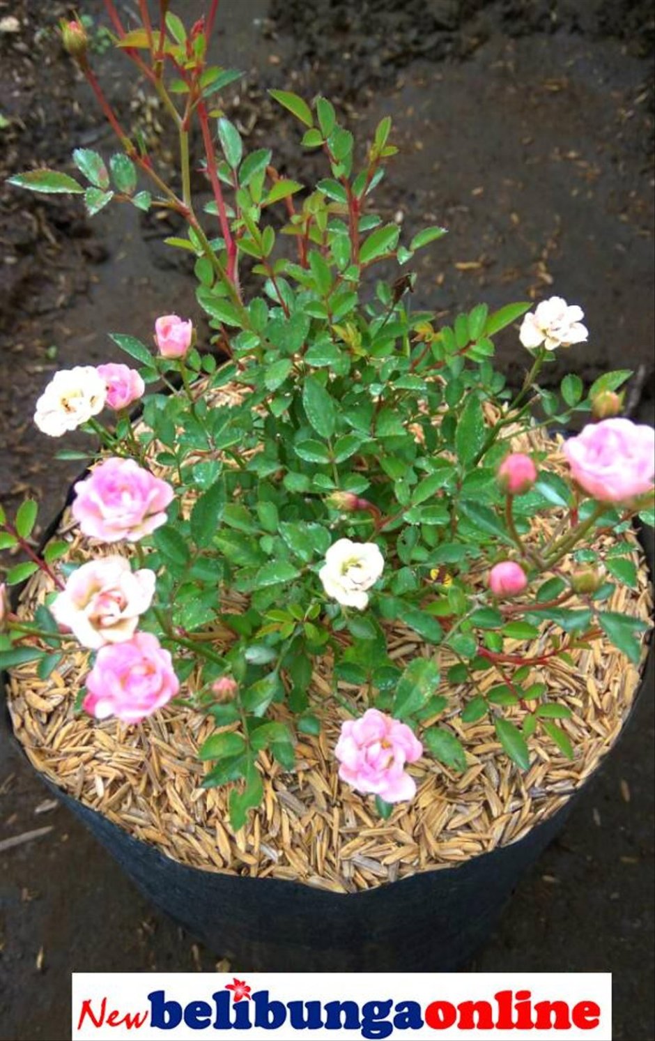 Беби маскарад миниатюрные розы