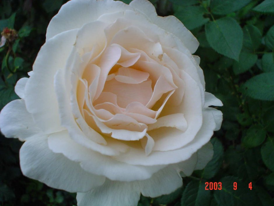 Maria Luisa роза