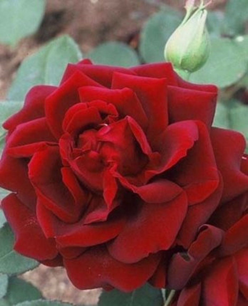 Розы Людовика 14
