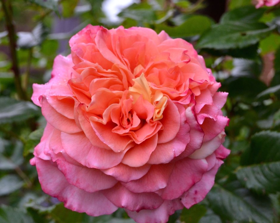 Роза чайно-гибридная Аугуста Луиза