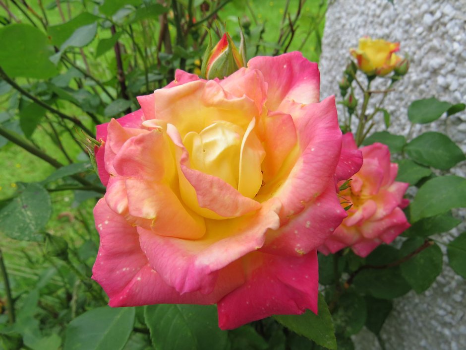 Сорт розы маскарад