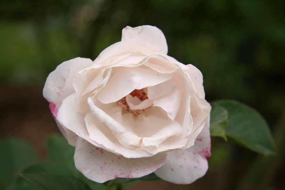 Marie Bugnet роза