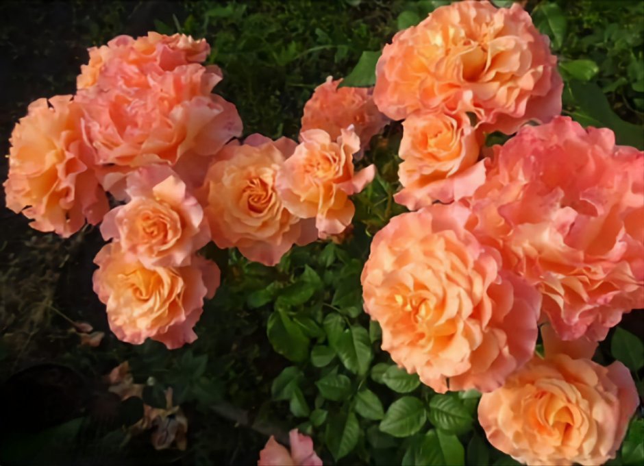 Роза августа Луиза на штамбе