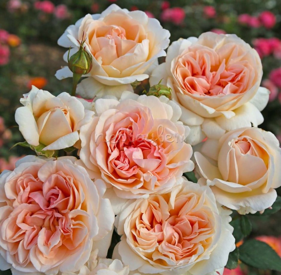 Сорт розы Гроссгерцогин Луиза