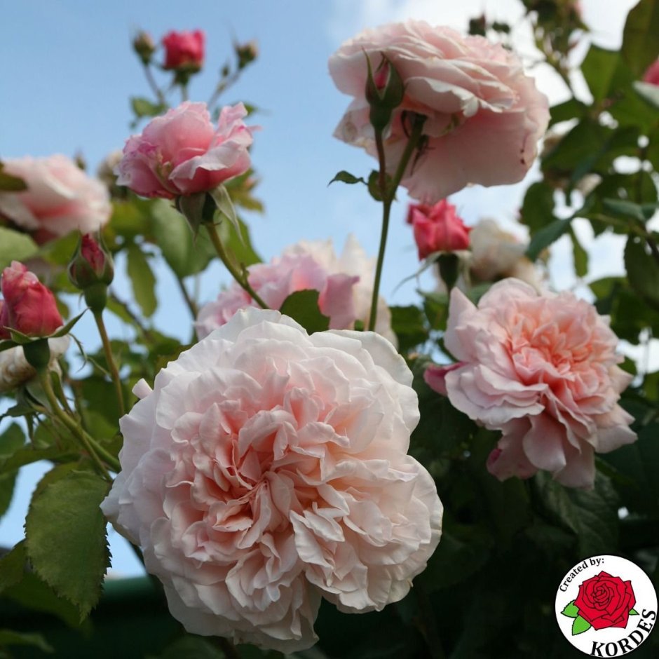 Роуз де Толбиак роза плетистая