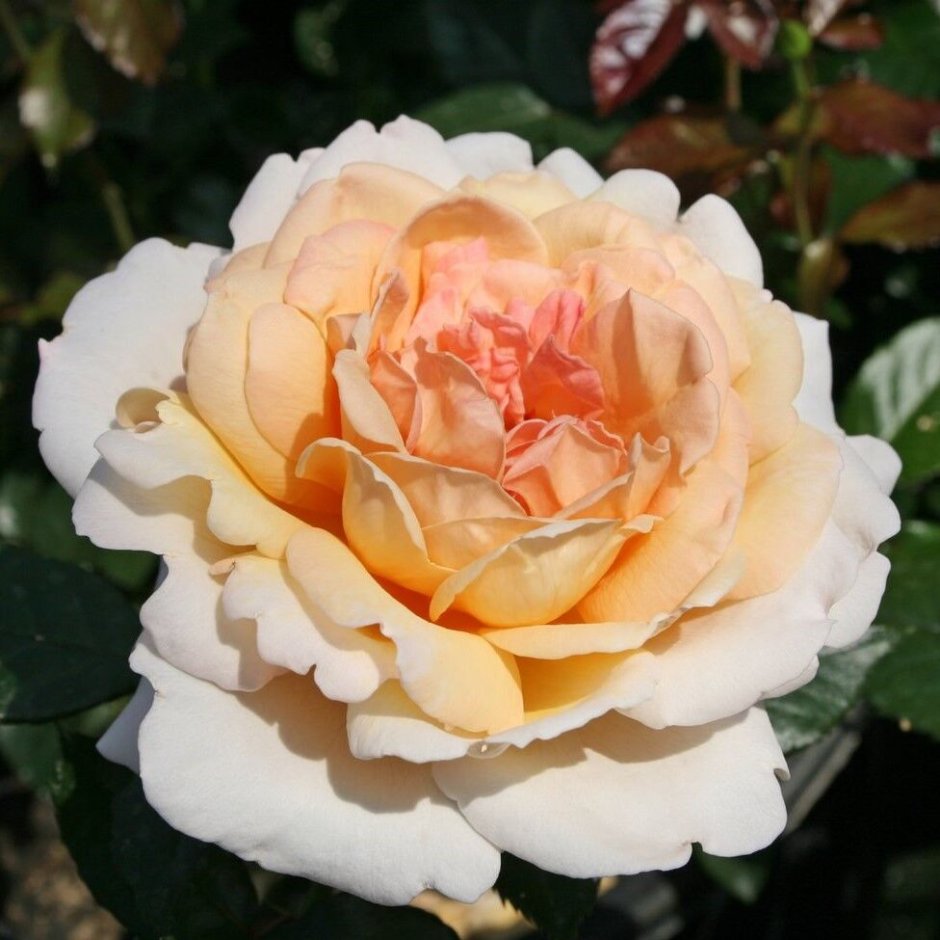 Großherzogin Luise роза Кордес