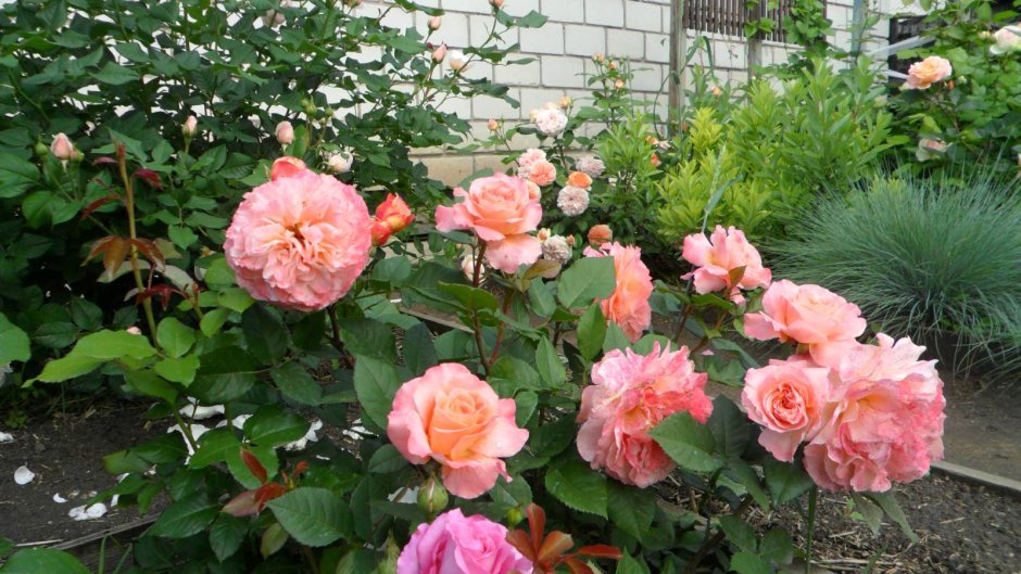 Штамбовая роза августа Луиза