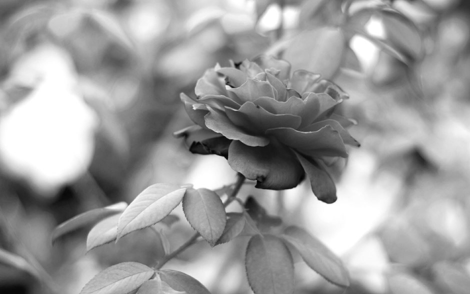 Black Wallpaper White Roses