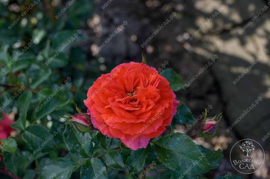 Рене Госинни роза