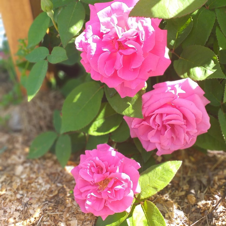 Роза плетистая (Rosa Susie
