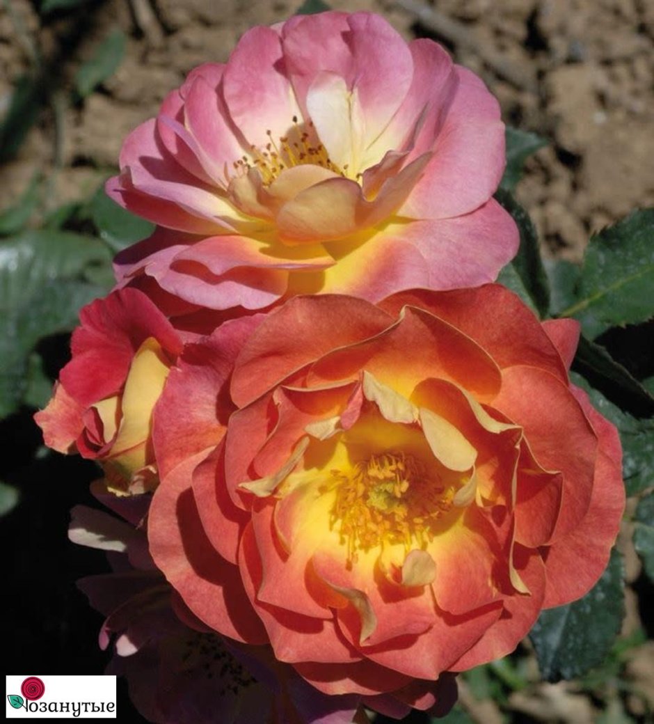 Приёр де Сан-косм / Rose Prieure de St Cosme (плетистая)осень 2023