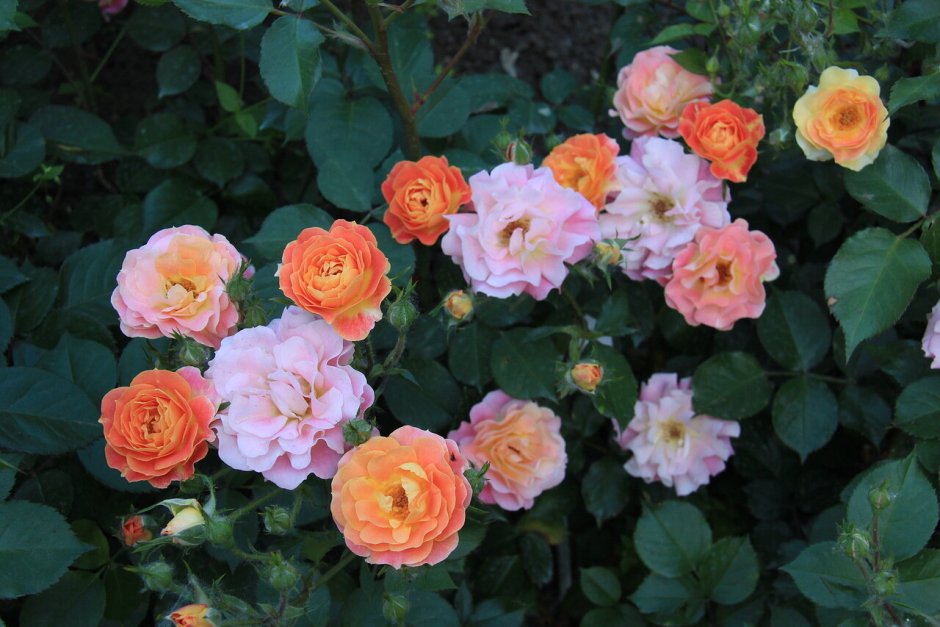 Розы шрабы Эдгар Дега