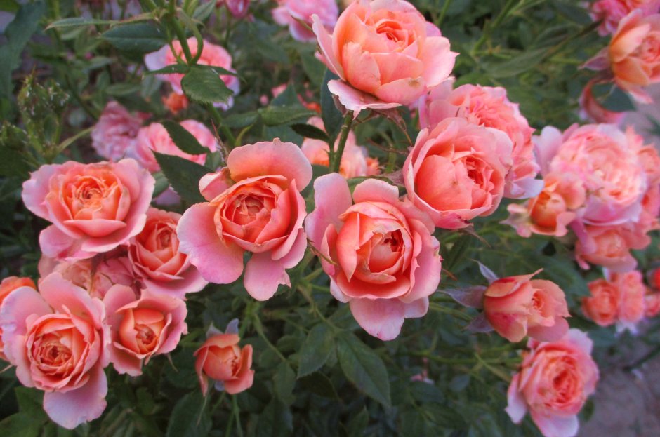Роза флорибунда "Бриоза" (Briosa) -