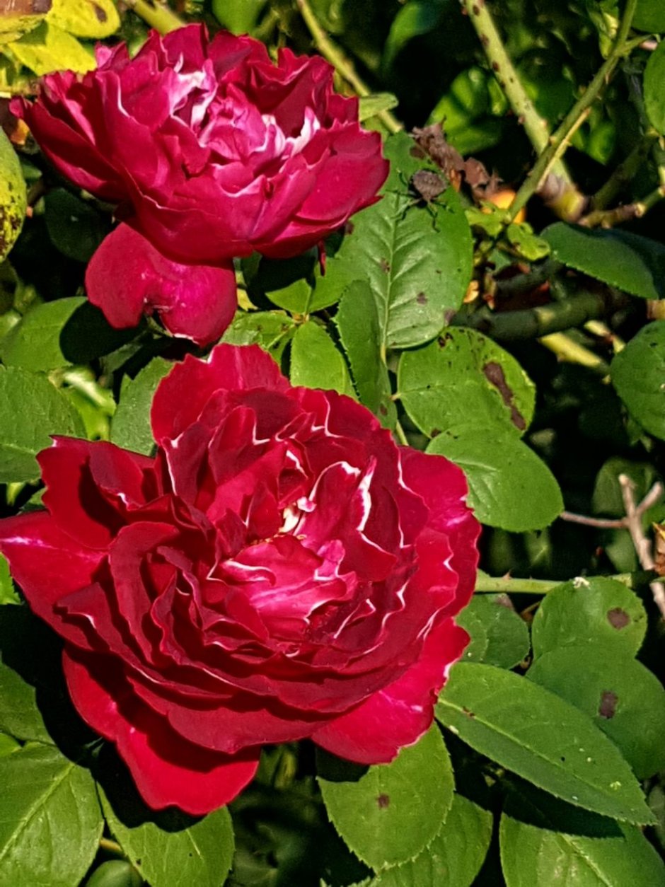 Роза плетистая Барон Жиро де лен