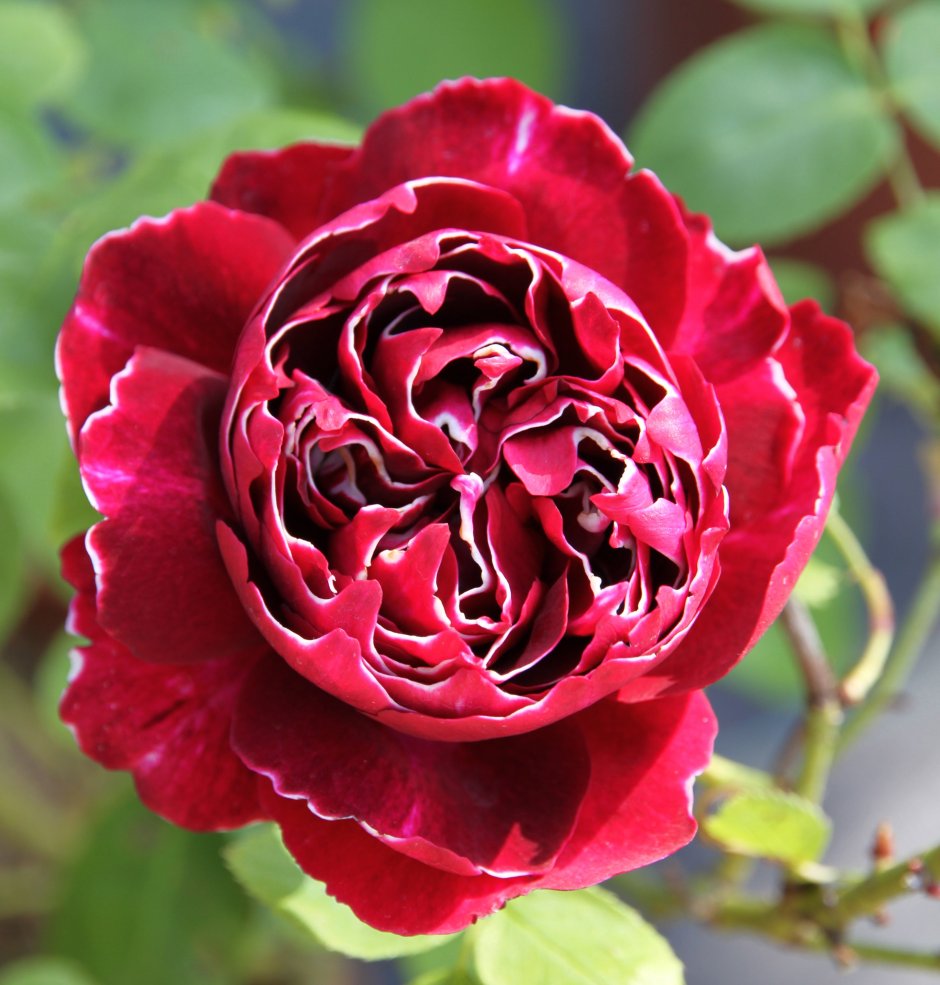 Роза плетистая Барон