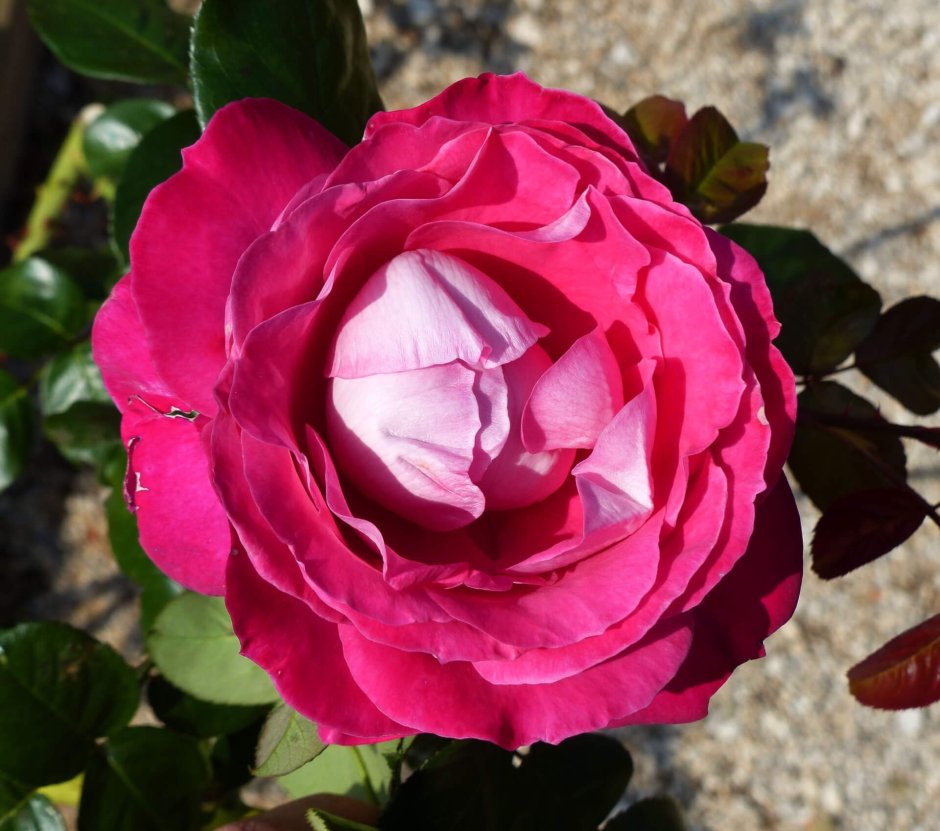 Роза чайно-гибридная Барон Эдмон де Ротшильд