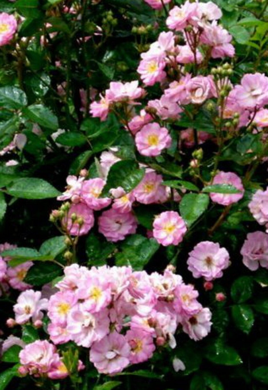 Полиантовая многоцветковая роза