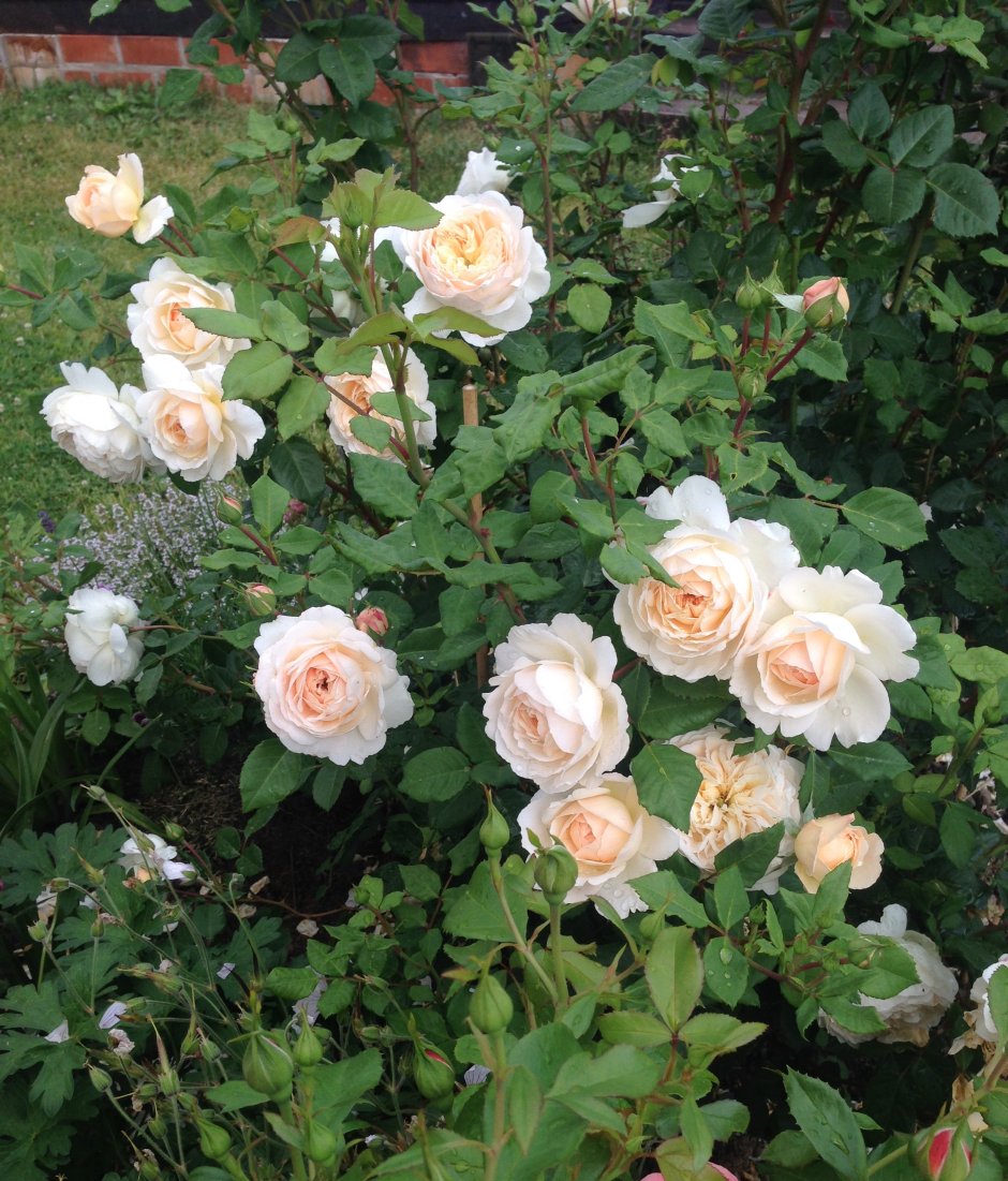 Розы флорибунда от Дэвида Остина Крокус Роуз