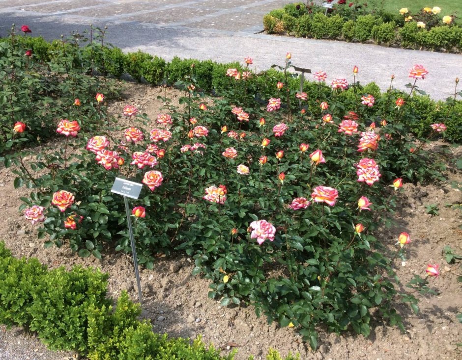 Роза чайно-гибридная Беллевью