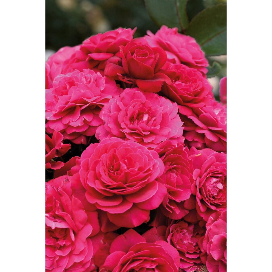Rosa (роза) Bellevue / Бельвью Окс