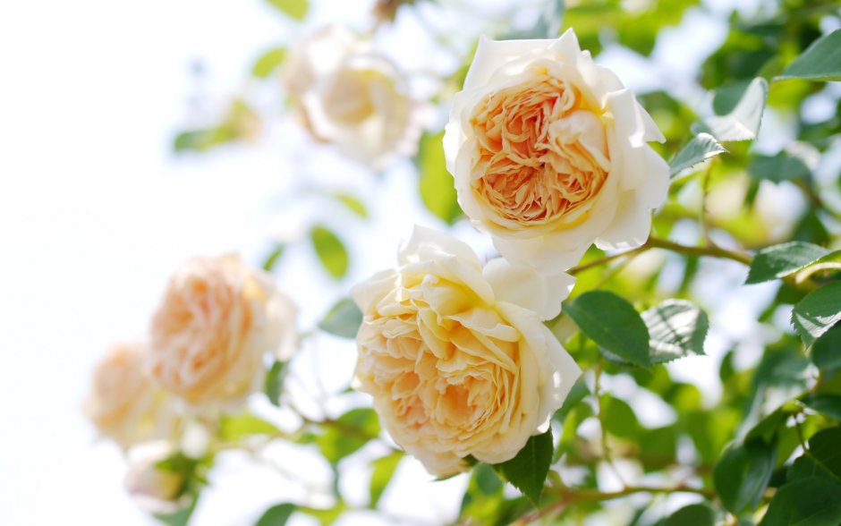 Роза плетистая белая пионовидная