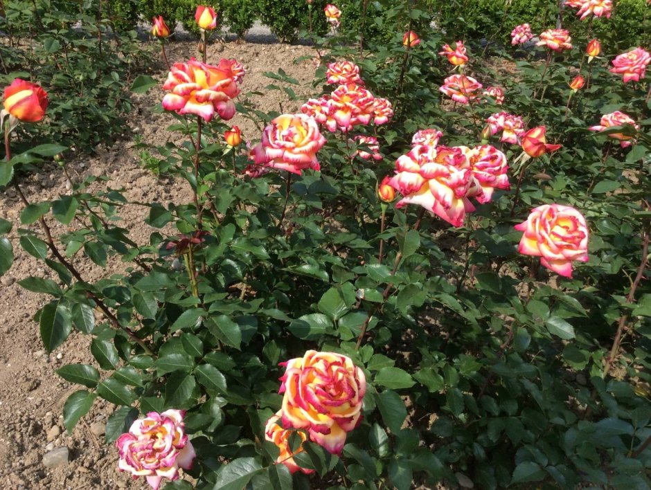 Rosa (роза) Bellevue / Бельвью Окс