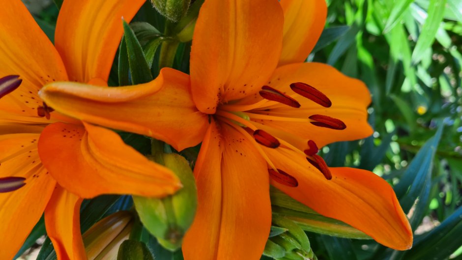 Лилия оранжевая в крапинку