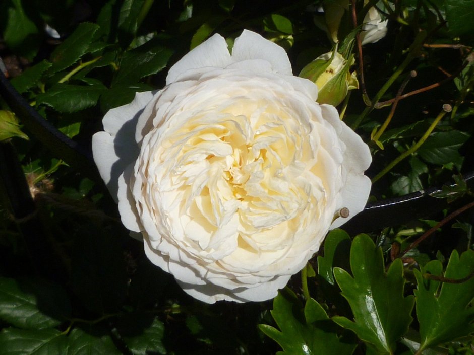 Роза английская Парковая Клэр Остин