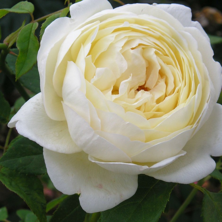 Клэр Остин белая роза