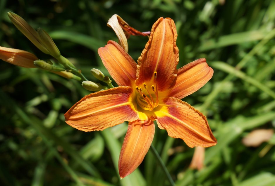 Images of Orange Daylily название цветка