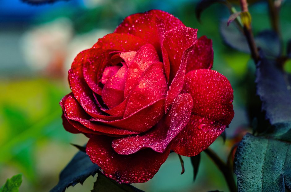 Очень красивые розы