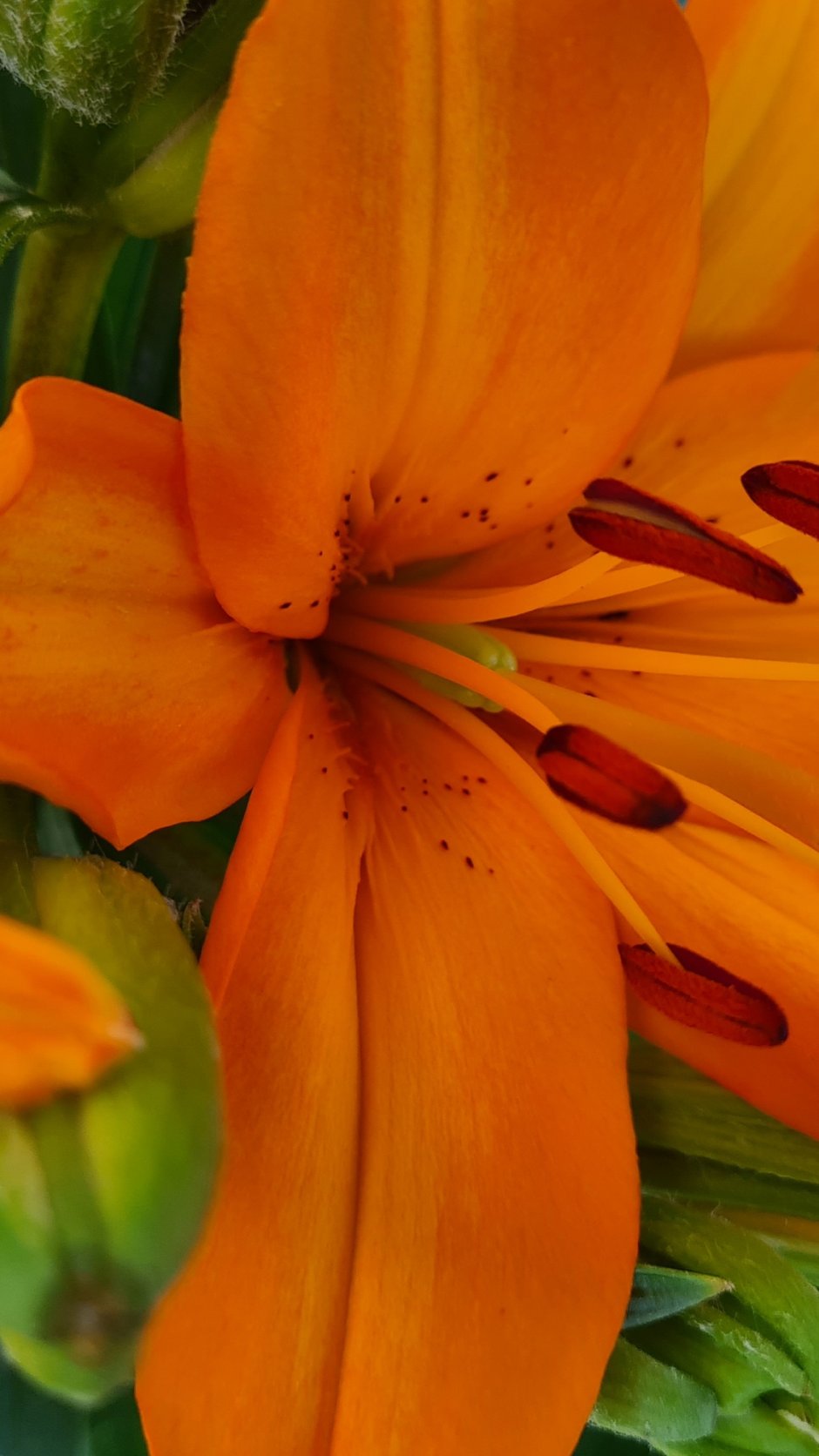 Лилия оранжевая мохровая