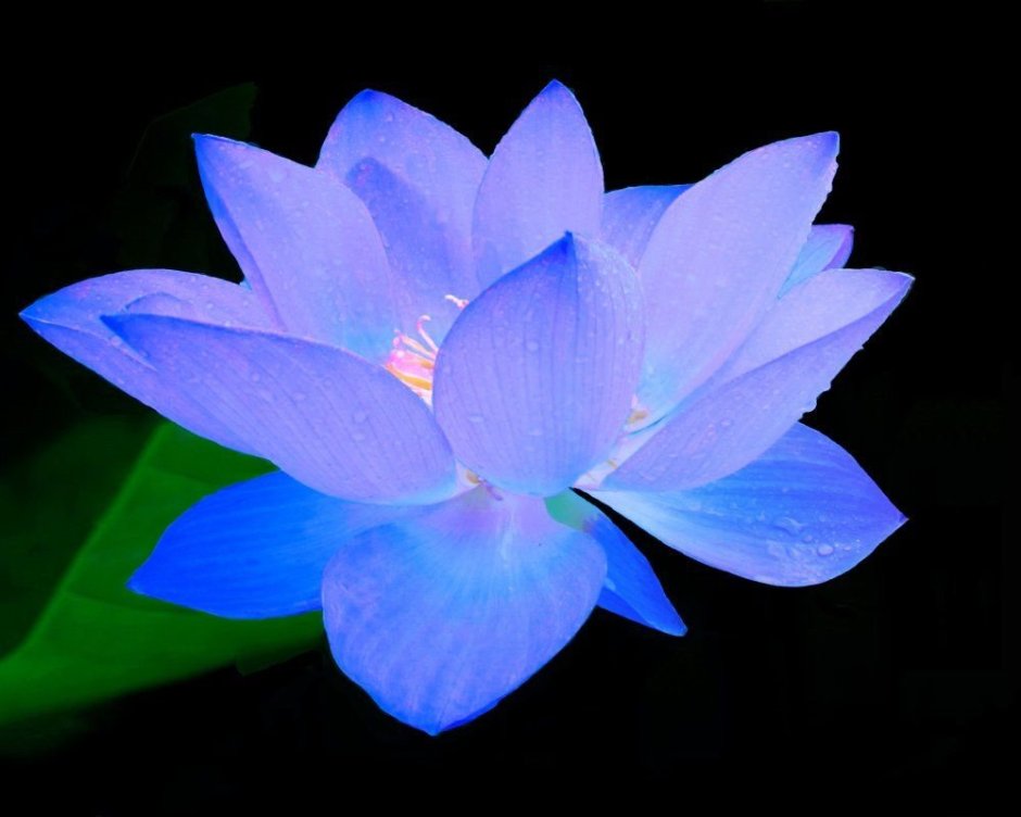 Голубой Лотос (растение вида Nymphea caerulea)