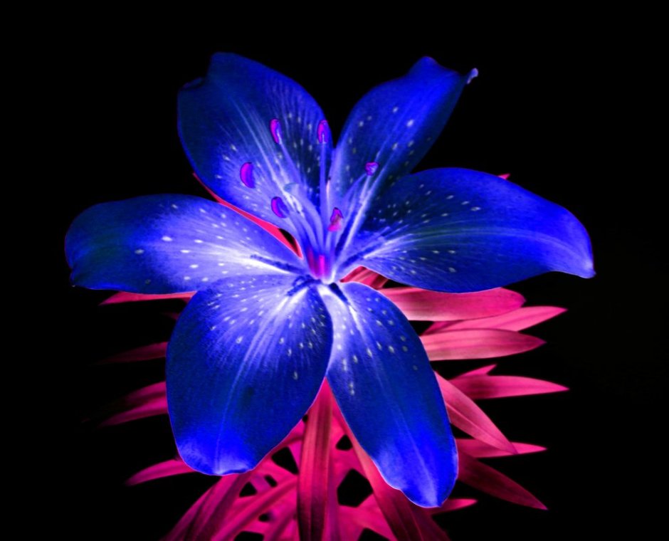 Лилия изысканная голубая Лагуна