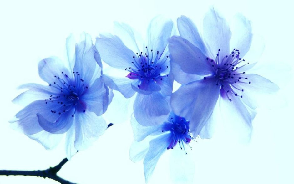 Синие лилии