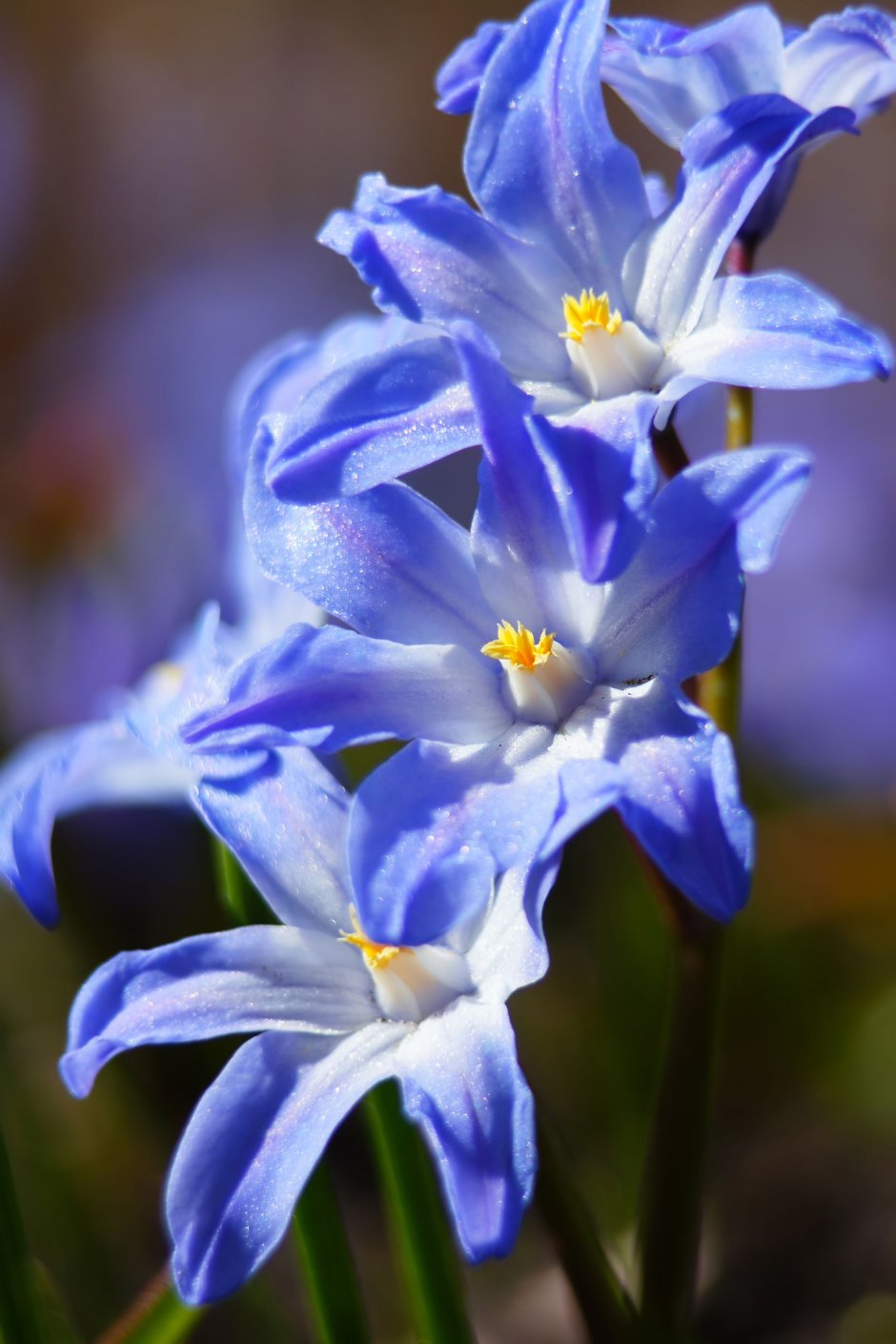 Синие лилии